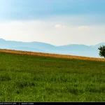 Un albero solitario