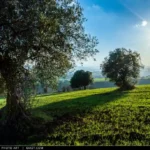 Ulivi secolari tra i primi tiepidi raggi di sole