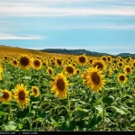 Un campo di girasole