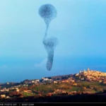 Stormo disegna forma ipnotica in cielo