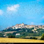 Uno stormo in volo davanti Civitanova Alta