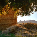 Macerata immersa nell'oro del fieno