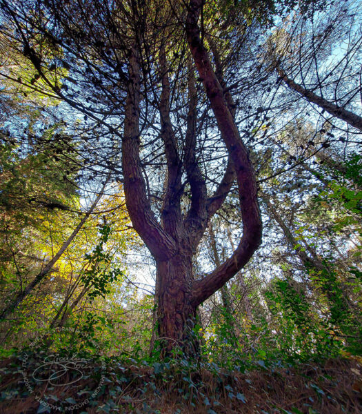 Un albero nel bosco urbano di Collevario