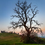 Un albero spoglio di campagna