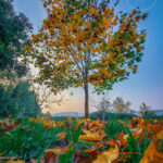 Tra le foglie d'autunno cadute in terra