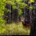 Un cerbiatto nel bosco dell'Abbadia di Fiastra