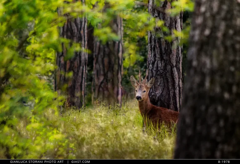 Un cerbiatto nel bosco dell'Abbadia di Fiastra