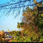 Un gatto sui rami di un albero