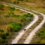 Una lepre in una strada di campagna