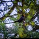 Un merlo canta tra i rami di un albero