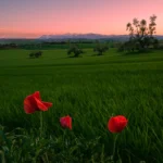 Un bel tramonto primaverile in campagna con tre papaveri in primo piano