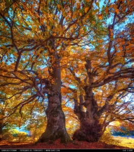 Faggi secolari nella faggeta di Canfaito durante il foliage autunnale