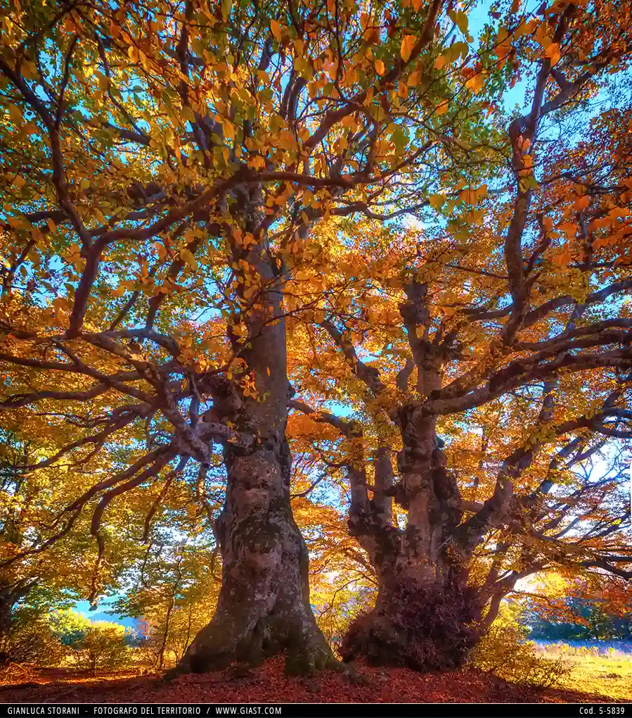 Faggi secolari nella faggeta di Canfaito durante il foliage autunnale 