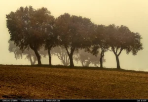 Alberi tra nebbia di un paesaggio autunnale